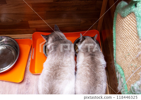 Two adorable cats happily enjoying their meal together, sharing a cozy bowl of food 118446325