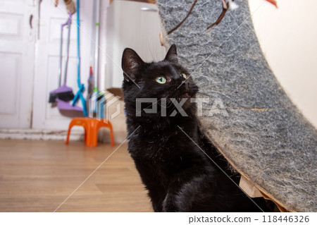 A sleek black cat with mesmerizing green eyes is sitting calmly on a skateboard A sleek black cat with mesmerizing green eyes is sitting calmly on a skateboard 118446326
