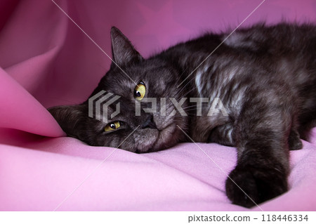 Gray cat with yellow eyes lying on pink background 118446334