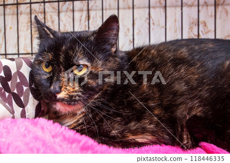 Black cat with whiskers in cage on pink blanket 118446335
