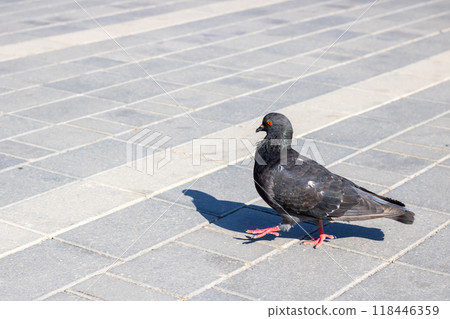 A black pigeon is standing prominently on a nearby brick sidewalk A black pigeon is standing prominently on a nearby brick sidewalk 118446359