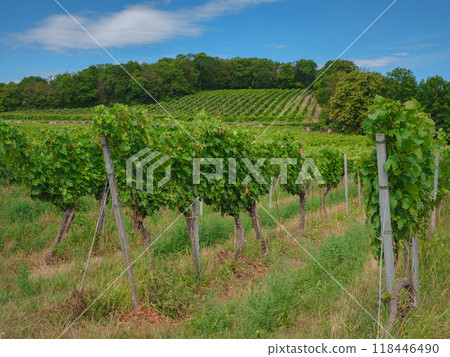 Vineyards with grapevine for wine production near a winery along styrian wine road, Austria Europe 118446490