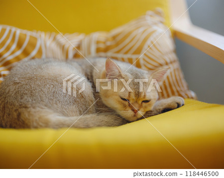 Beautiful short hair cat at home sleep at yellow chair. Adorable domestic pet concept. 118446500