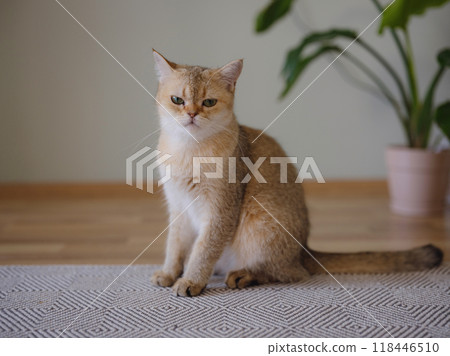 Beautiful short hair cat and house plant at home . Adorable domestic pet concept. Pet resting and hides in greenery Beautiful short hair cat and house plant at home . Adorable domestic pet concept. Pet resting and hides in greenery 118446510