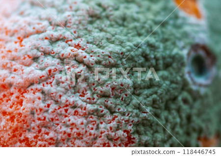 Close-up on a moldy orange surface 118446745