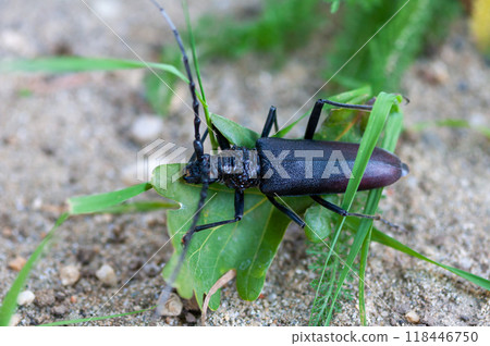 Close-up of a great capricorn beetle 118446750