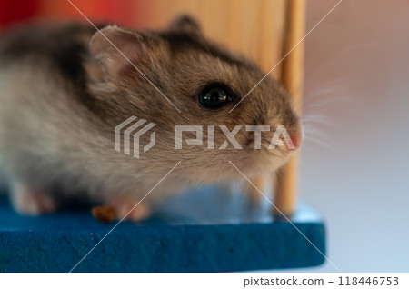 Close-up of a hamster 118446753