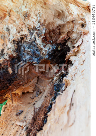 Texture of a broken tree trunk 118446755