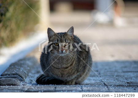Cat sitting on the gound Cat sitting on the gound 118447299