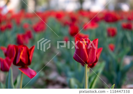 Close-up of a tulip Close-up of a tulip 118447338