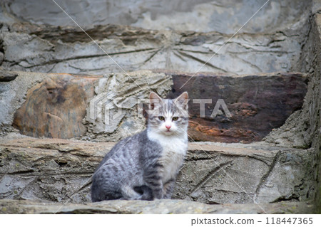 Cat sitting on a stairway 118447365