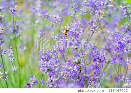Close-up of a bee on a lavender flower Close-up of a bee on a lavender flower 118447422