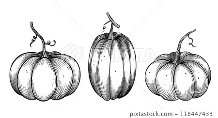 Pumpkins vector illustration. Linear drawing with gourds on isolated background. Black etching of autumn vegetables for harvest festival or thanksgiving invitations or greeting cards. Pumpkins vector illustration. Linear drawing with gourds on isolated background. Black etching of autumn vegetables for harvest festival or thanksgiving invitations or greeting cards. 118447433