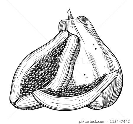 Vector illustration of Papaya Fruits in linear style. Food etching of pawpaw plant painted by black inks on isolated background. Outline Drawing of exotic tropical dessert. Sketch for production label 118447442