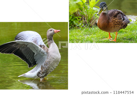 Portraits of waterfowl - duck and goose . Collage. 118447554