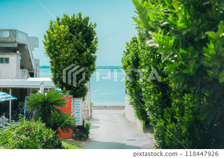 A row of Fukugi trees with a view of the sea and sky ahead 118447926