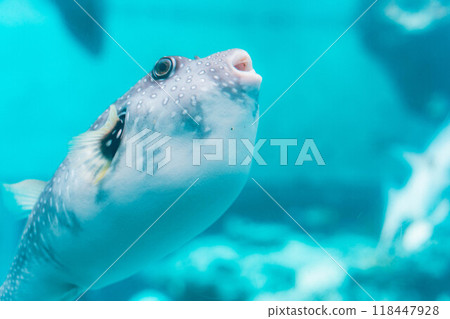 水族箱裡的河豚魚往上游動 118447928