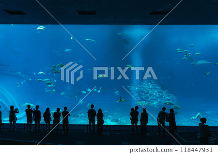 人們在美麗海水族館參觀大型水族館 人們在美麗海水族館參觀大型水族館 118447931