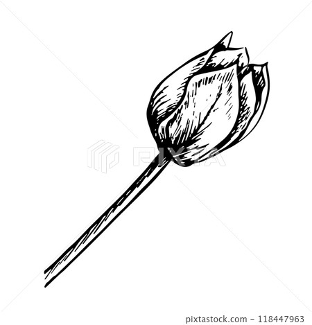 The tulip flower. A black and white vector graphic illustration made by hand. A design element. Isolated on a white background. For packages, labels and flyers, posters and banners. 118447963
