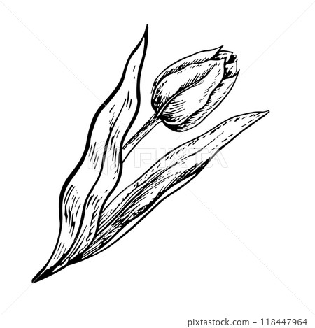 The tulip flower. A black and white vector graphic illustration made by hand. A design element. Isolated on a white background. For packages, labels and flyers, posters and banners. The tulip flower. A black and white vector graphic illustration made by hand. A design element. Isolated on a white background. For packages, labels and flyers, posters and banners. 118447964