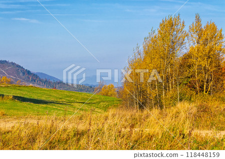 calm autumn day in carpathian mountains. trees on the grassy hills. sunny scenery of ukrainian countryside in fall season. beauty in nature concept 118448159