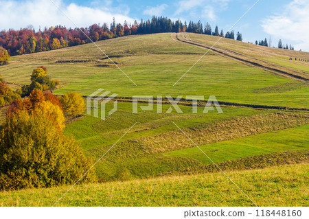 calm autumn day in carpathian mountains. trees on the grassy hills. sunny scenery of ukrainian countryside in fall season. beauty in nature concept. pasture on the hill 118448160