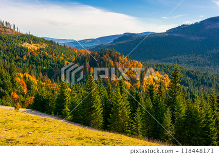 apuseni natural park in autumn. morning landscape of varasoaia meadow, bihor, romania. forest on the mountain in fall color. spruce trees in the valley. sunny weather 118448171