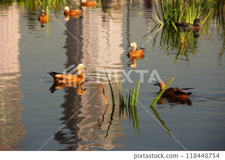 Red ducks on the water in the reserve, panorama of calm water with ducks in the park Red ducks on the water in the reserve, panorama of calm water with ducks in the park 118448754