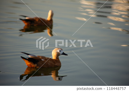 Two red ducks swim on calm water in the park, water birds on surface with reflection 118448757