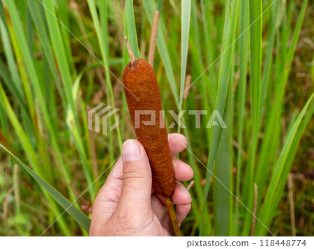 Holding a ripe cattail in a lush wetland area during daylight 118448774