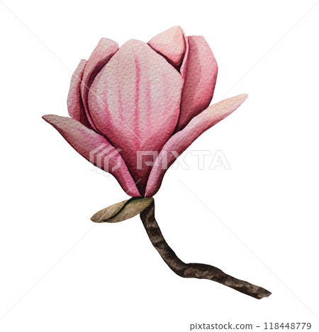 Hand drawn magnolia flower, watercolor illustration. isolated floral element. Pink magnolia flower bud of different shapes. Illustration for prints, templates, greeting cards, invitations. 118448779