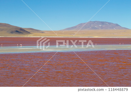 Laguna Colorada flamingos, Bolivia Laguna Colorada flamingos, Bolivia 118448879