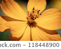 Close-up of vibrant yellow cosmos flower with detailed petals 118448900