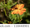 Close-up of wasp on vibrant orange cosmos flower in summer garden  118448901