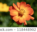 Vibrant Orange Cosmos Flower Blooming in Sunny Garden 118448902