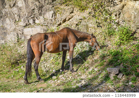 Hungry brown horse grazes on grass near rocky terrain in natural landscape 118448999