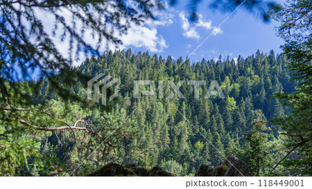 Lush green forest landscape under clear blue sky with clouds and sunlight through treetops Lush green forest landscape under clear blue sky with clouds and sunlight through treetops 118449001