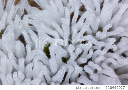 Coral slime mold - Ceratiomyxa fruticulosa 118449027