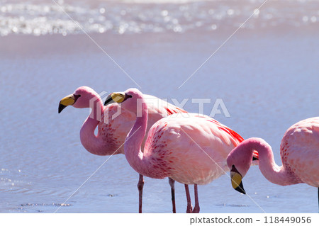 Laguna Hedionda flamingos, Bolivia 118449056