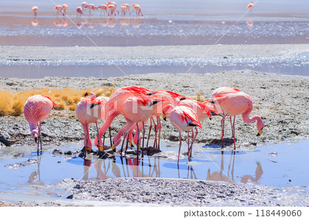 Laguna Hedionda flamingos, Bolivia Laguna Hedionda flamingos, Bolivia 118449060