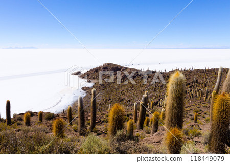 Salar de Uyuni view from Isla Incahuasi 118449079