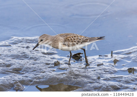 退潮時遠念飛向海灘 118449428