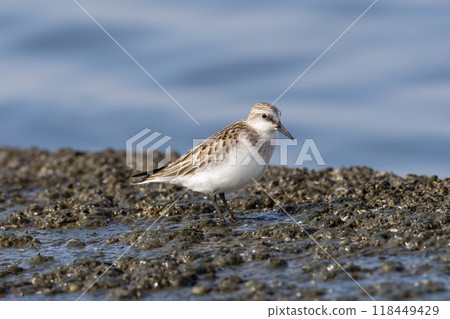退潮時遠念飛向海灘 118449429