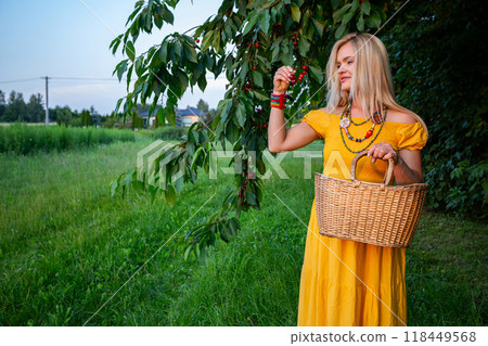 The beautiful, smiling blonde woman in a yellow dress, with a fruit basket, holds ripe cherries in her hand The beautiful, smiling blonde woman in a yellow dress, with a fruit basket, holds ripe cherries in her hand 118449568
