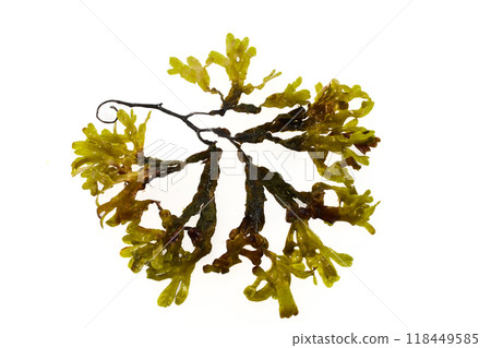 Seaweed plant On White Background 118449585