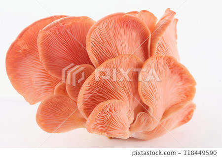 Beautiful Pink Oyster Mushroom on white background Beautiful Pink Oyster Mushroom on white background 118449590