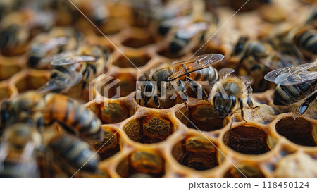 Bees on Honeycomb Bees on Honeycomb 118450124