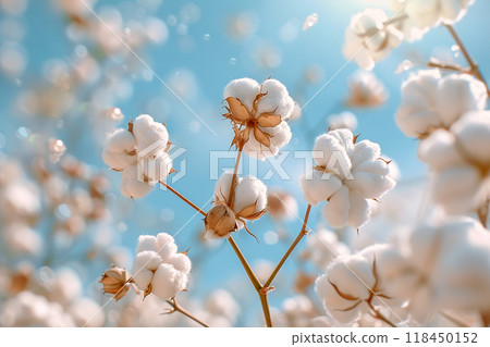 Sunlit Cotton Field. Fluffy white cotton balls bask in the warm sunlight, against a bright blue sky. Sunlit Cotton Field. Fluffy white cotton balls bask in the warm sunlight, against a bright blue sky. 118450152