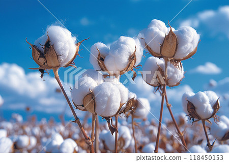 Cotton Field Under Blue Sky 118450153