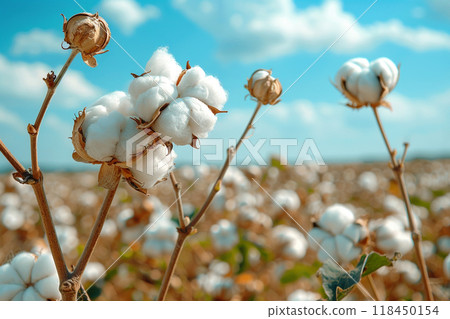 Ripe Cotton Field Under Blue Sky 118450154